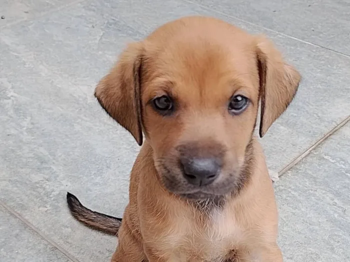 Cachorro raça SRD-ViraLata idade 2 a 6 meses nome Pipoca
