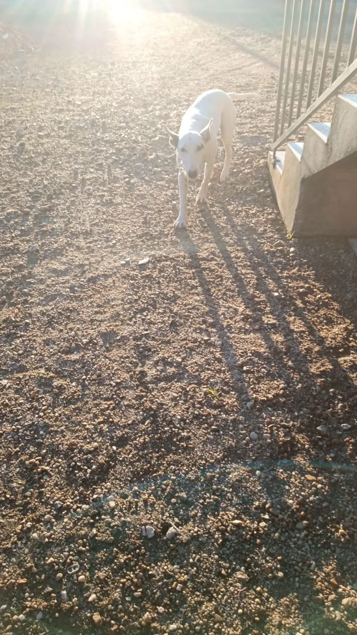 Cachorro raça SRD-ViraLata idade 1 ano nome Kiara