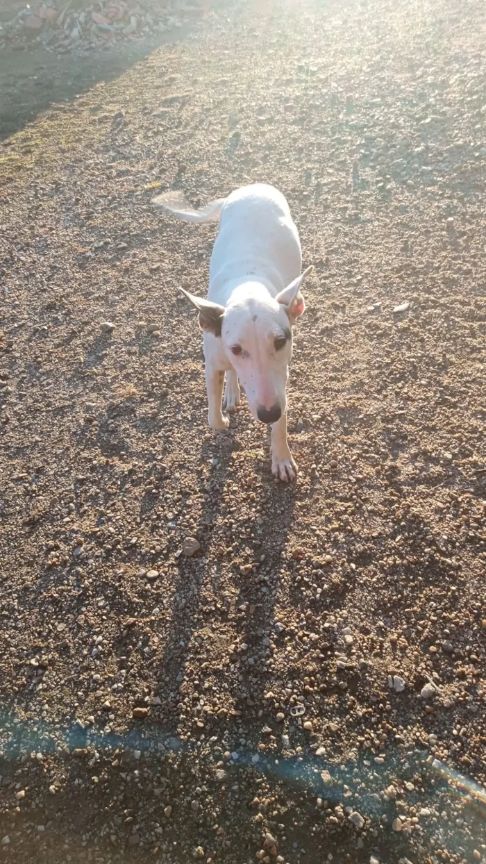 Cachorro raça SRD-ViraLata idade 1 ano nome Kiara