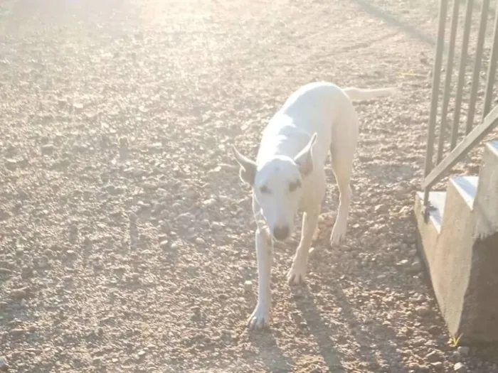 Cachorro raça SRD-ViraLata idade 1 ano nome Kiara