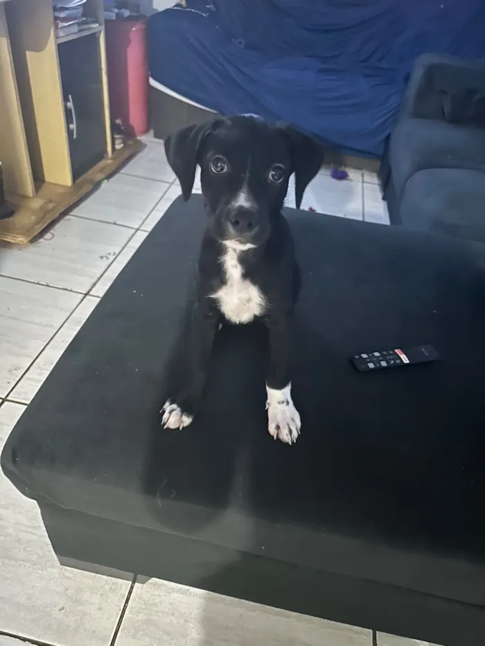 Cachorro raça SRD-ViraLata idade 2 a 6 meses nome Max 