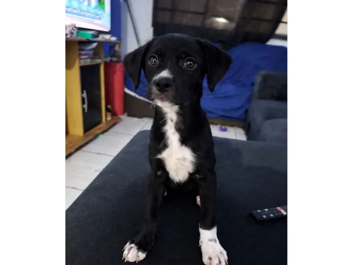 Cachorro raça SRD-ViraLata idade 2 a 6 meses nome Max 