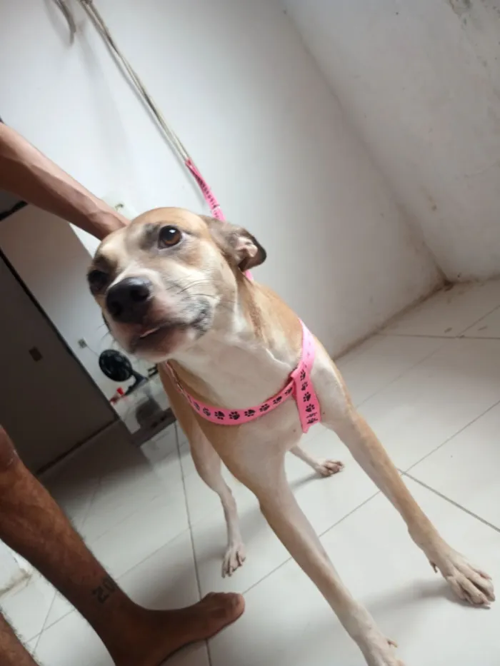 Cachorro raça SRD-ViraLata idade 3 anos nome Margareth 