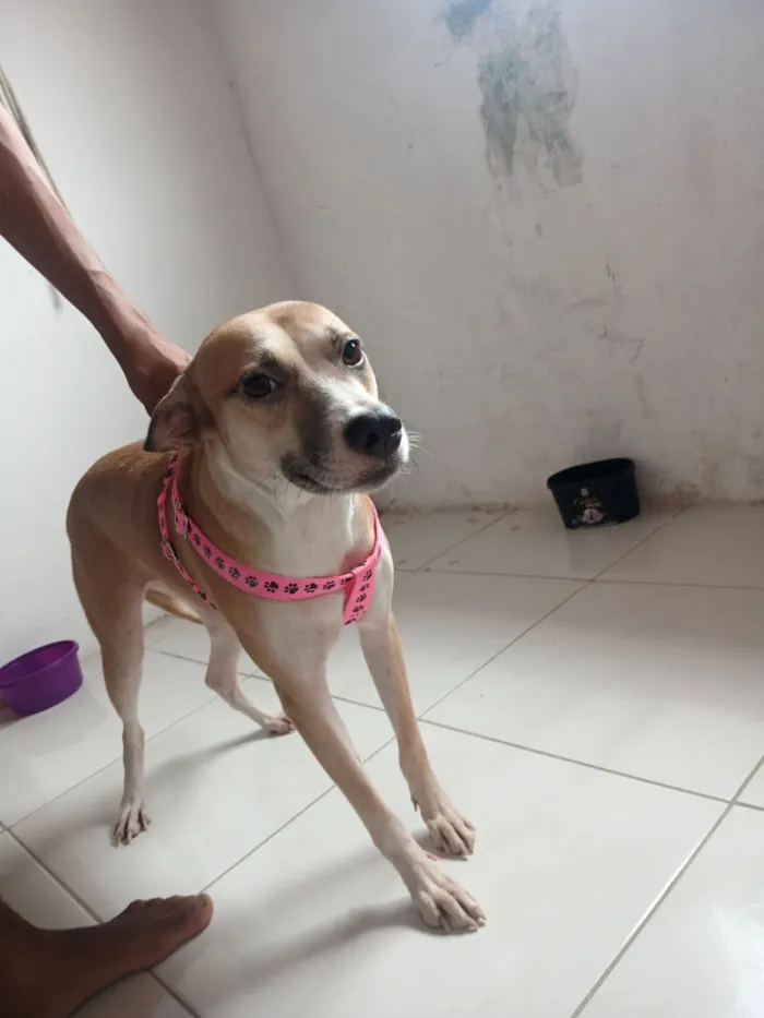 Cachorro raça SRD-ViraLata idade 3 anos nome Margareth 