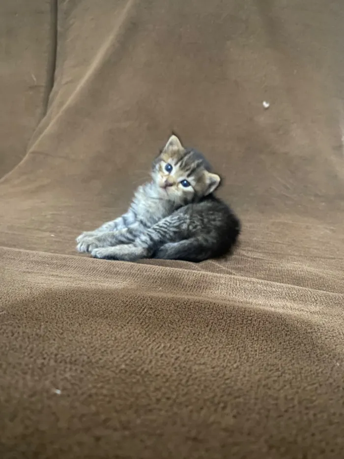Gato raça SRD-ViraLata idade Abaixo de 2 meses nome Bola de pelo 
