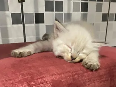 Gato raça SRD-ViraLata idade Abaixo de 2 meses nome A/n