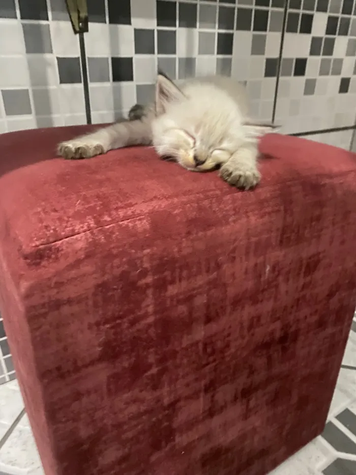 Gato raça SRD-ViraLata idade Abaixo de 2 meses nome A/n