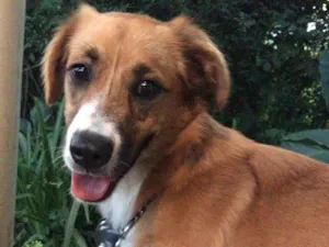 Cachorro raça SRD-ViraLata idade 2 anos nome Lilo