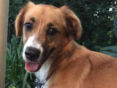 Cachorro raça SRD-ViraLata idade 2 anos nome Lilo