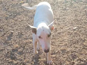 Cachorro raça SRD-ViraLata idade 1 ano nome Kiara