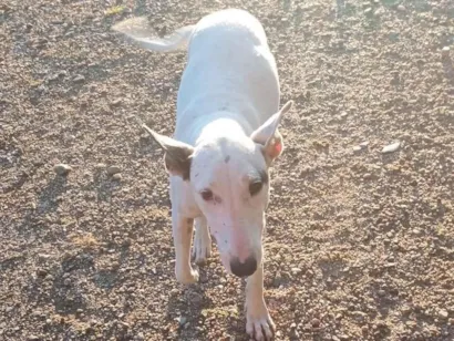 Cachorro raça SRD-ViraLata idade 1 ano nome Kiara