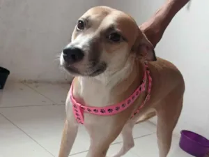 Cachorro raça SRD-ViraLata idade 3 anos nome Margareth 