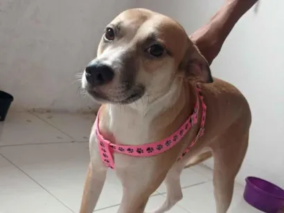 Cachorro raça SRD-ViraLata idade 3 anos nome Margareth 