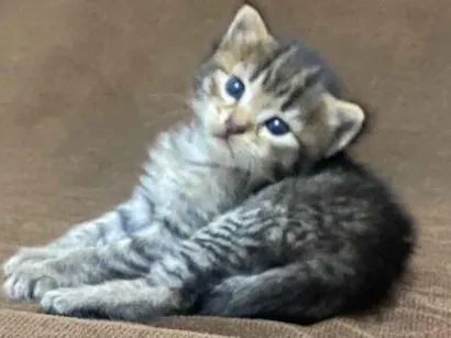 Gato raça SRD-ViraLata idade Abaixo de 2 meses nome Bola de pelo 