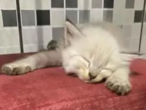 Gato raça SRD-ViraLata idade Abaixo de 2 meses nome A/n