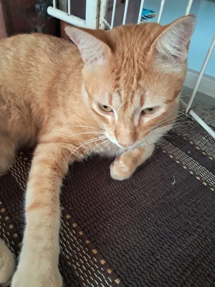 Gato raça SRD-ViraLata idade 1 ano nome Benny