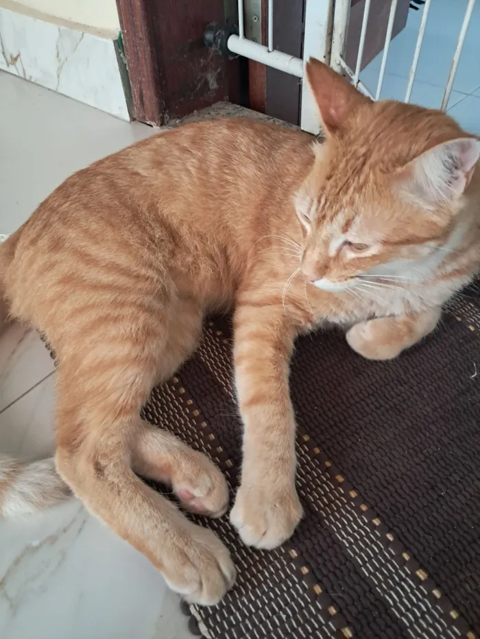 Gato raça SRD-ViraLata idade 1 ano nome Benny