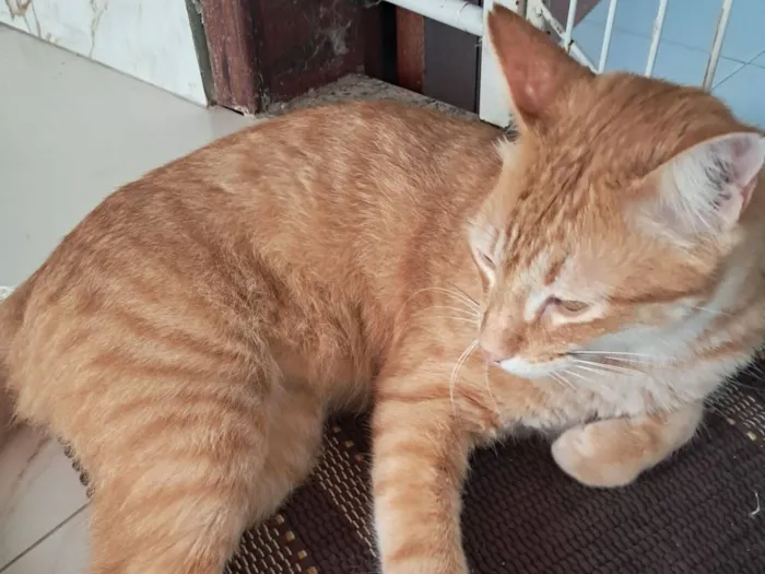 Gato raça SRD-ViraLata idade 1 ano nome Benny