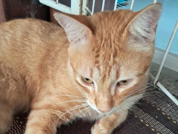 Gato raça SRD-ViraLata idade 1 ano nome Benny