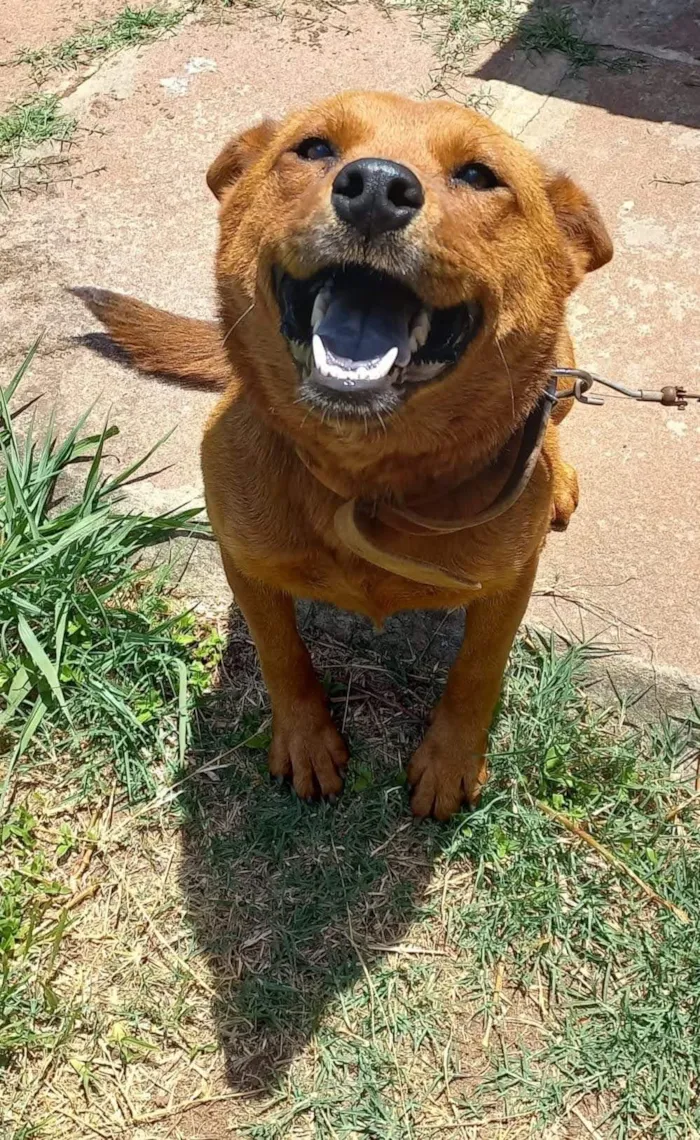 Cachorro raça Chow Chow idade 5 anos nome Amora