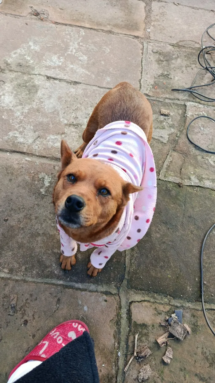 Cachorro raça Chow Chow idade 5 anos nome Amora