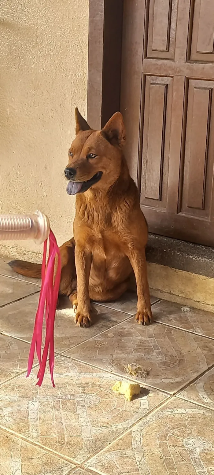Cachorro raça Chow Chow idade 5 anos nome Amora
