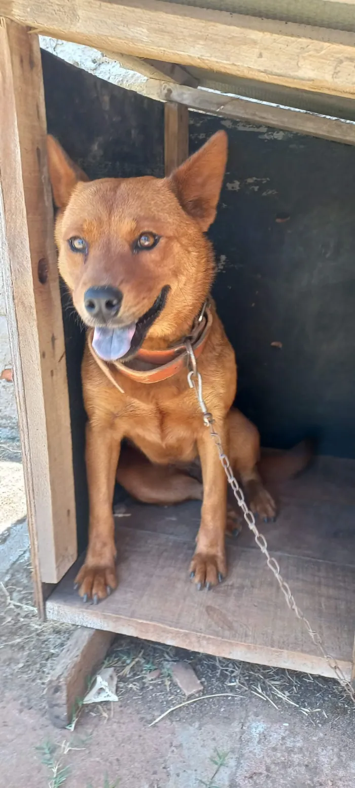 Cachorro raça Chow Chow idade 5 anos nome Amora