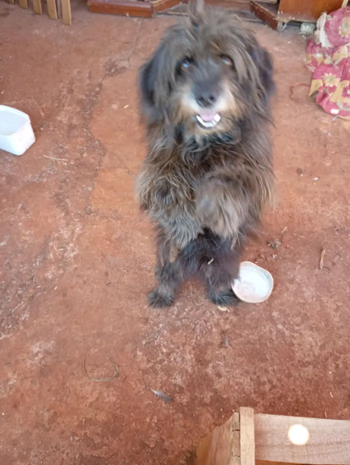 Cachorro raça Shitzu idade 3 anos nome Dieize