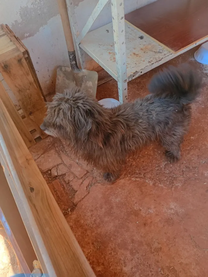 Cachorro raça Shitzu idade 3 anos nome Dieize