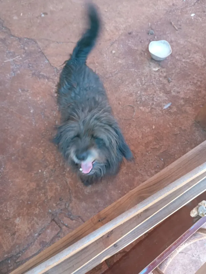 Cachorro raça Shitzu idade 3 anos nome Dieize