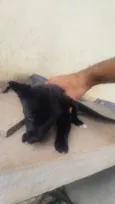 4 Cachorrinhos fofos, mas não posso ficar com eles.