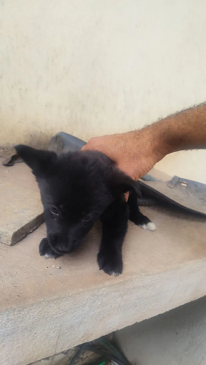 Cachorro raça SRD-ViraLata idade Abaixo de 2 meses nome 4 Cachorrinhos fofos, mas não posso ficar com eles.