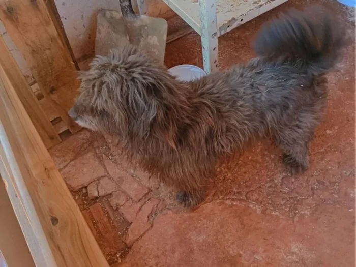 Cachorro raça Shitzu idade 3 anos nome Dieize