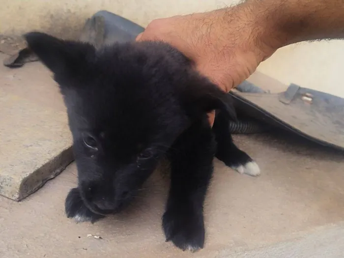 Cachorro raça SRD-ViraLata idade Abaixo de 2 meses nome 4 Cachorrinhos fofos, mas não posso ficar com eles.