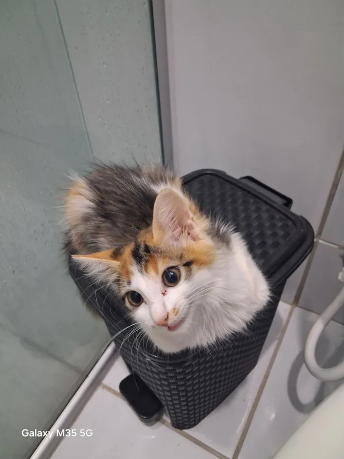 Gato raça SRD-ViraLata idade 2 a 6 meses nome Paçoquinha