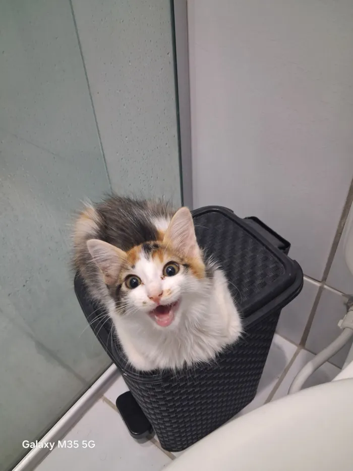 Gato raça SRD-ViraLata idade 2 a 6 meses nome Paçoquinha