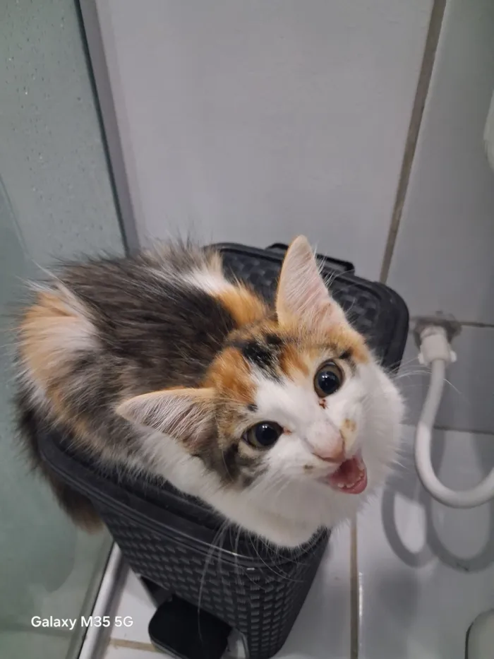 Gato raça SRD-ViraLata idade 2 a 6 meses nome Paçoquinha