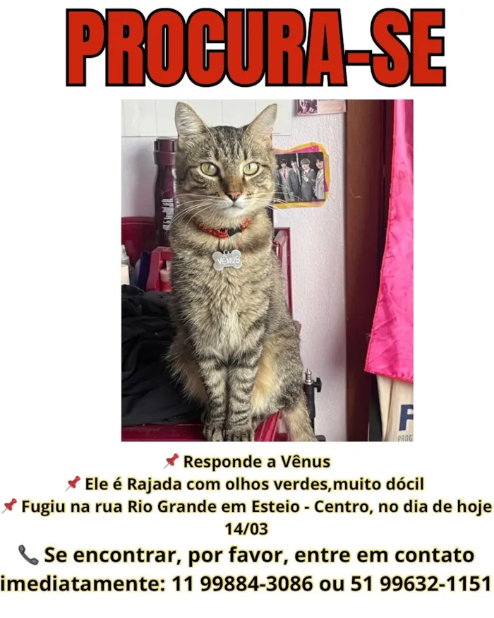 Gato raça SRD-ViraLata idade 6 ou mais anos nome Vênus 