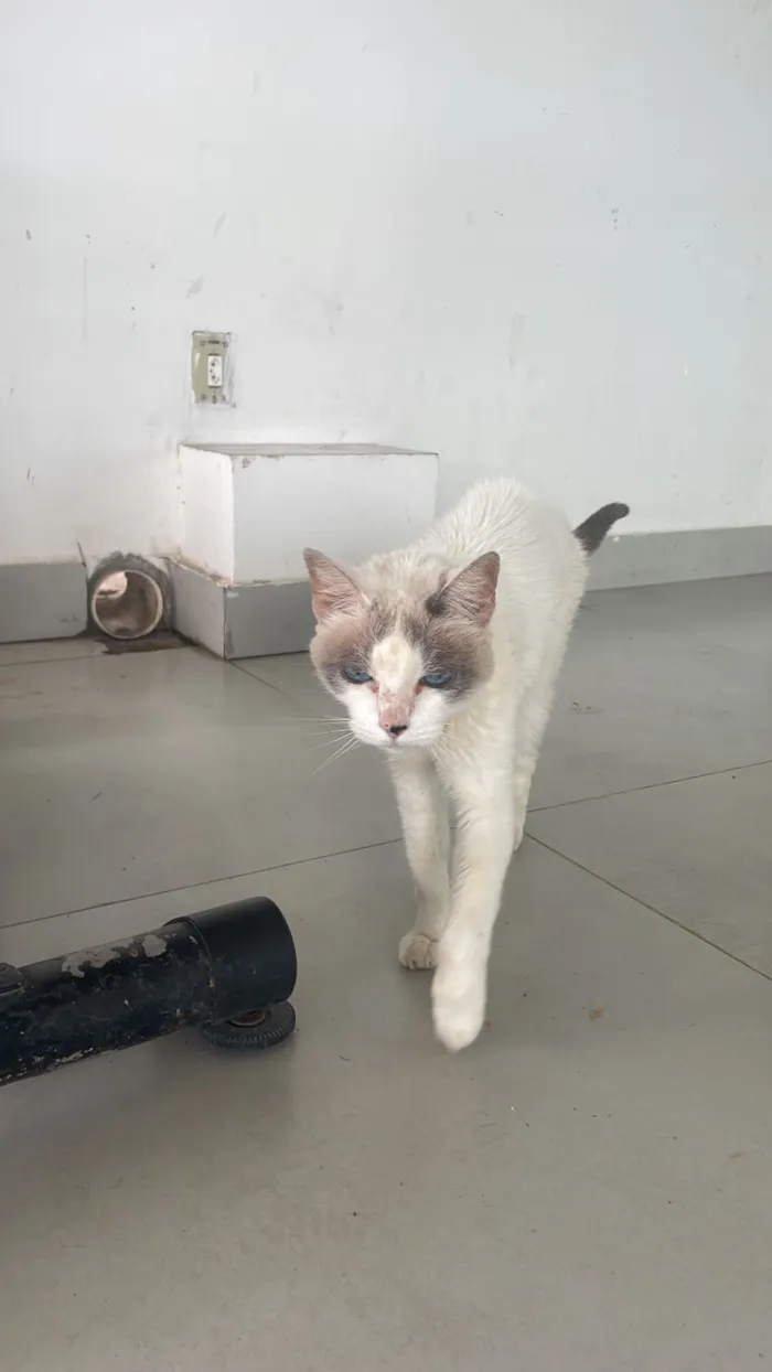 Gato raça SRD-ViraLata idade 6 ou mais anos nome Sushi