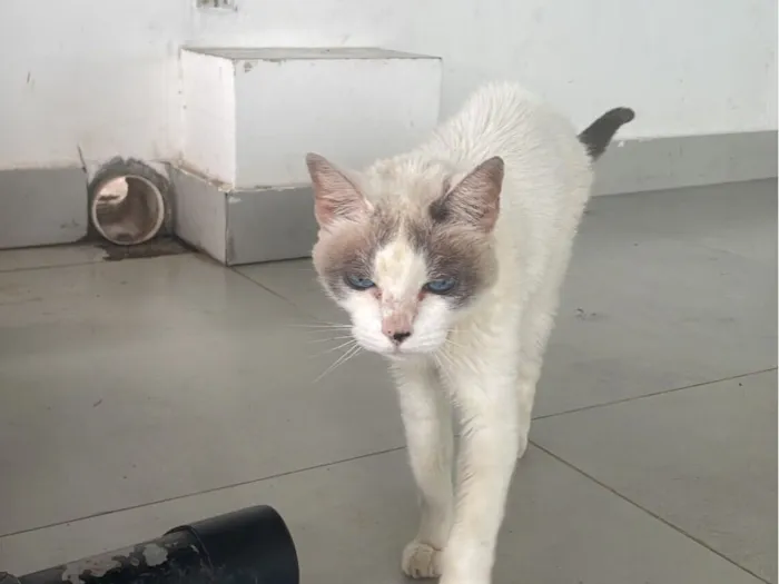 Gato raça SRD-ViraLata idade 6 ou mais anos nome Sushi