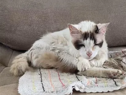 Gato raça SRD-ViraLata idade 2 a 6 meses nome Shami 