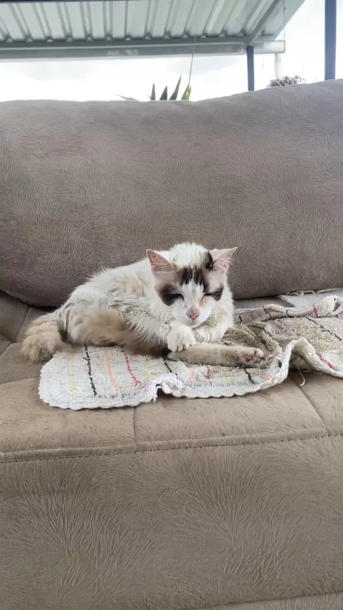 Gato raça SRD-ViraLata idade 2 a 6 meses nome Shami 