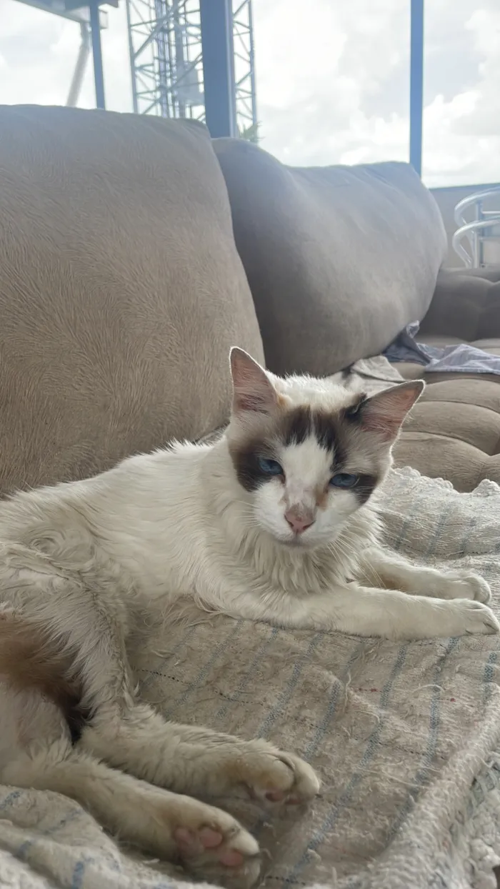 Gato raça SRD-ViraLata idade 2 a 6 meses nome Shami 