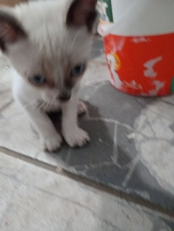 Gato raça SRD-ViraLata idade 2 a 6 meses nome Nick