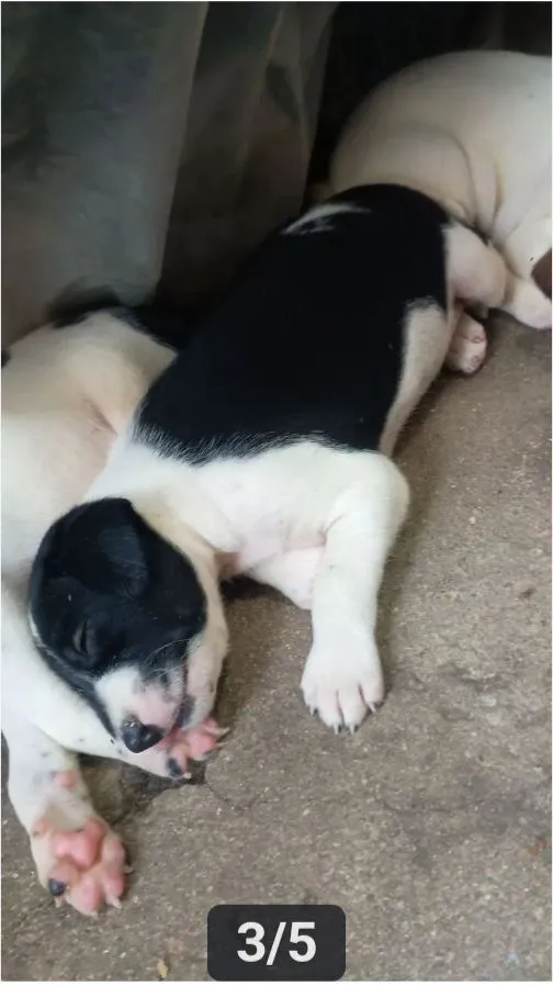 Cachorro raça SRD-ViraLata idade Abaixo de 2 meses nome Max