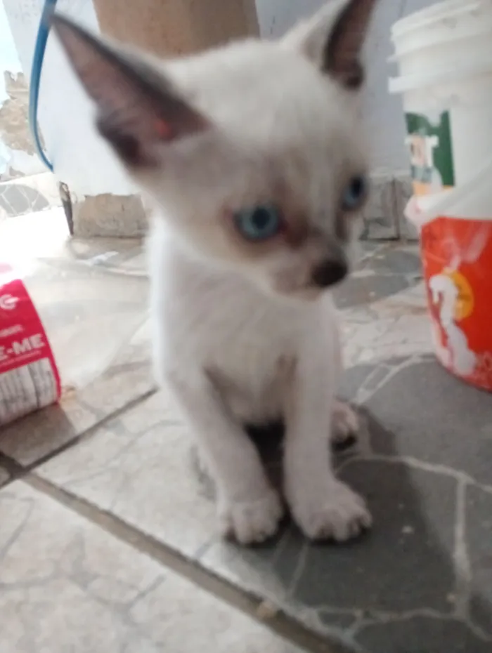 Gato raça SRD-ViraLata idade 2 a 6 meses nome Milo