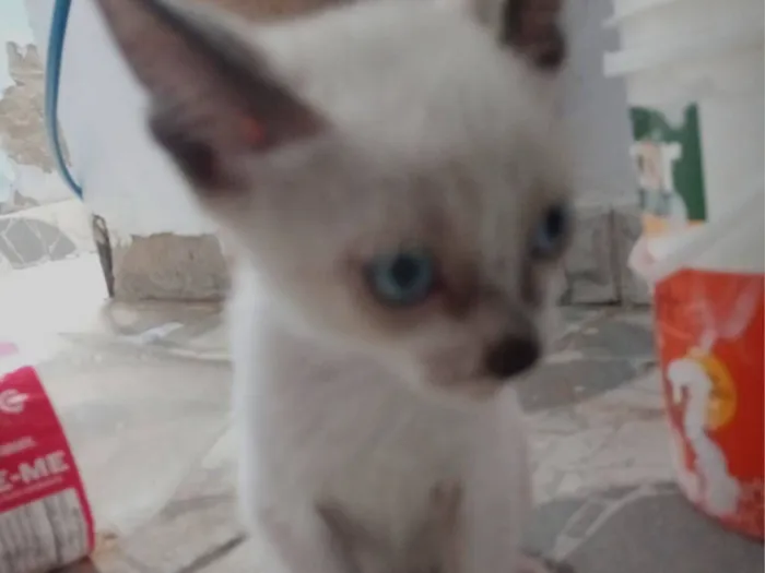 Gato raça SRD-ViraLata idade 2 a 6 meses nome Milo