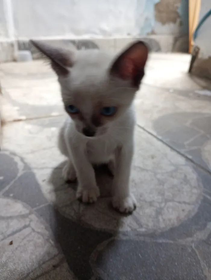 Gato raça SRD-ViraLata idade 2 a 6 meses nome Nick