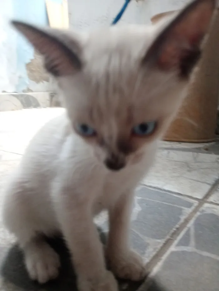 Gato raça SRD-ViraLata idade 2 a 6 meses nome Nick