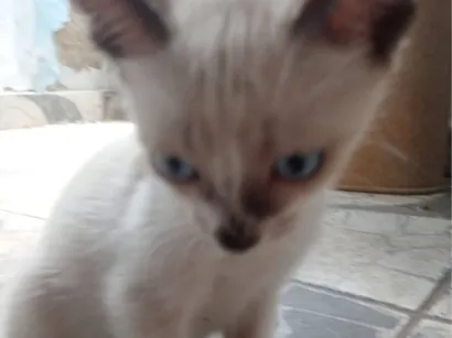 Gato raça SRD-ViraLata idade 2 a 6 meses nome Nick